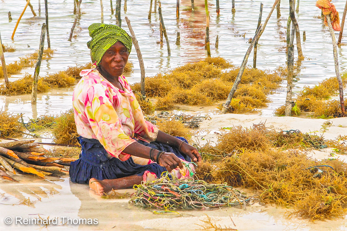 Woman planting Seaweed strings by Reinhard Thomas ©